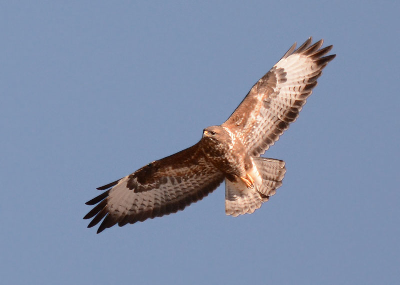 Poiana, Buteo buteo